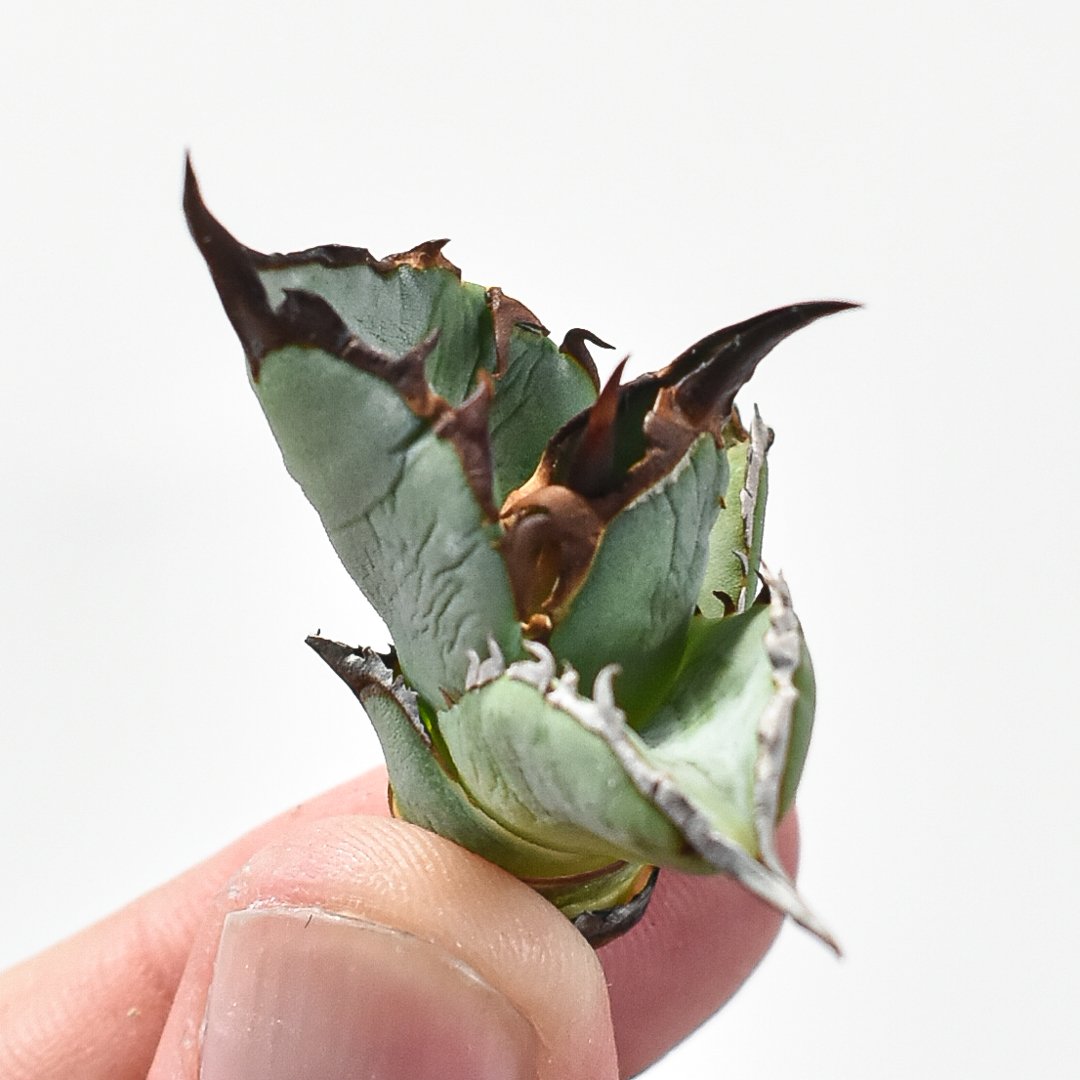 アガベ　チタノタ　Dennis051 中株　胴切り天　発根済み アガベ チタノタ Dennis051 中株 胴切り天 発根済み アガベ チタノタ