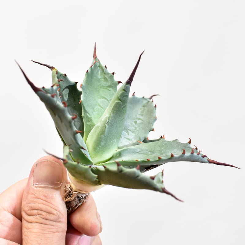 アガベ hybrid イシスメンシス×エボリスピナ/甲蟹X妖炎 【台湾 dragon