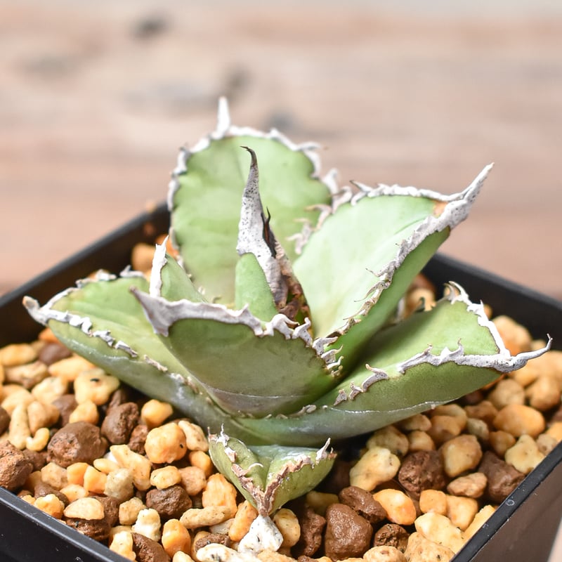 アガベ チタノタ 