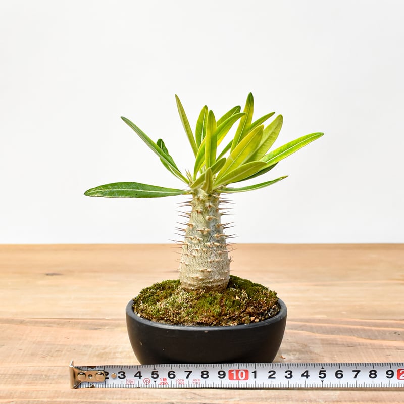 WACK” ON YOUR SIDE】パキポディウム カクチペス WACK-A025 |