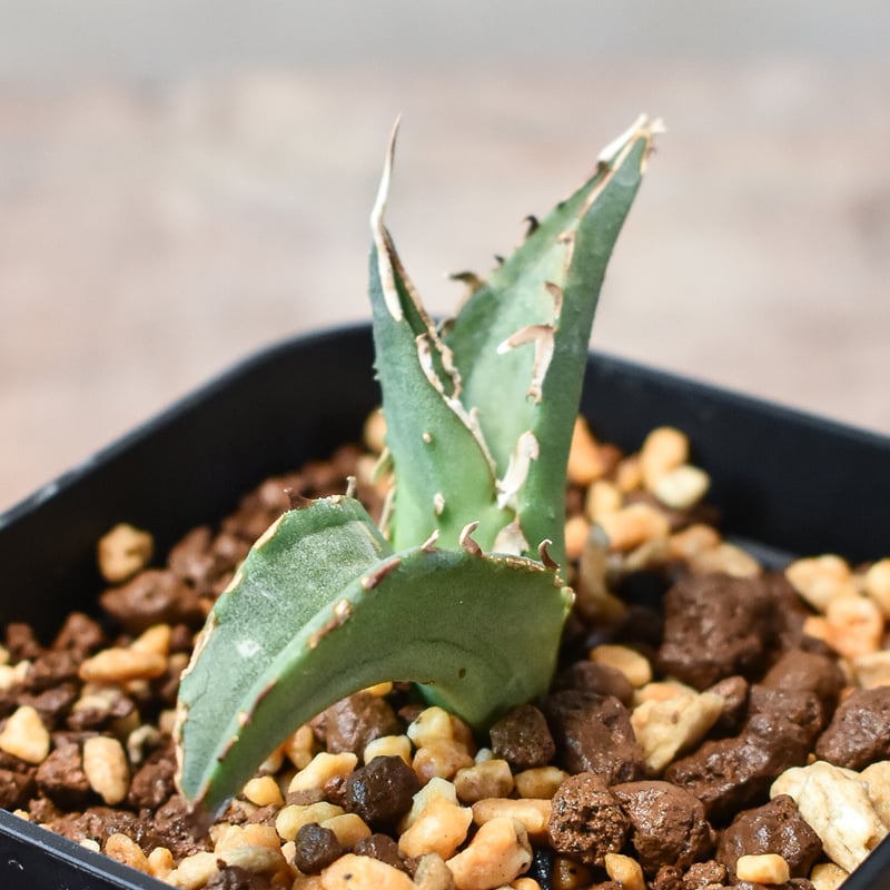 k*♪様 F10811 ☆オークション☆標本株☆イラン産 極上 アガベ チタノタ