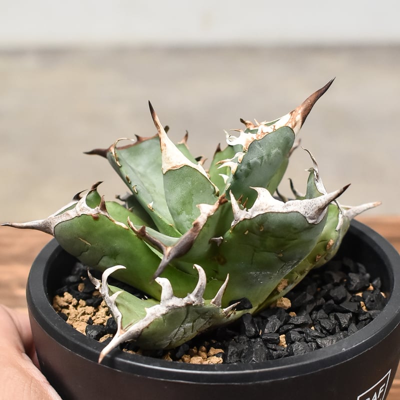 【選抜SS級株】魔丸極上株　黒棘　わしゃわしゃキャベツ　ムチプリ　アガベ　根付き 魔丸極上株 黒棘 わしゃわしゃキャベツの苗 ムチプリ アガベ 根