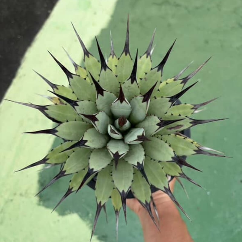 アガベ　マクロナカンサ　選抜株 アガベ チタノタ 