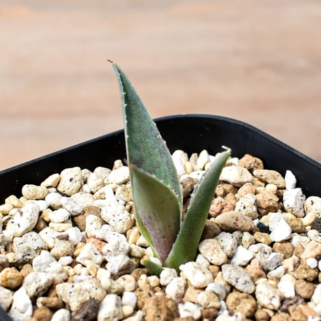 アガベ ハイブリット "邪霊" (特白肌怒雷神×血妖) 【台湾botanical_seeker産】RF25012013