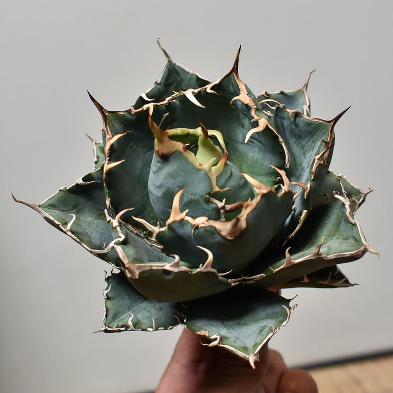 アガベ チタノタ 白鯨 厳選コンパクト コレクション株 ボールタイプ