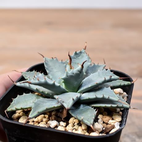 アガベ ハイブリット 日系イシスメンシス×象牙妖炎（陽炎エボリ）【台湾botanical_seeker産】RF25011364