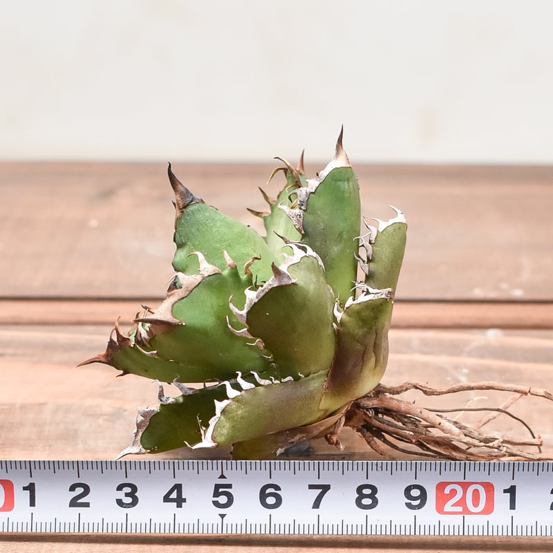 RAFLUM特選株】アガベ チタノタ 