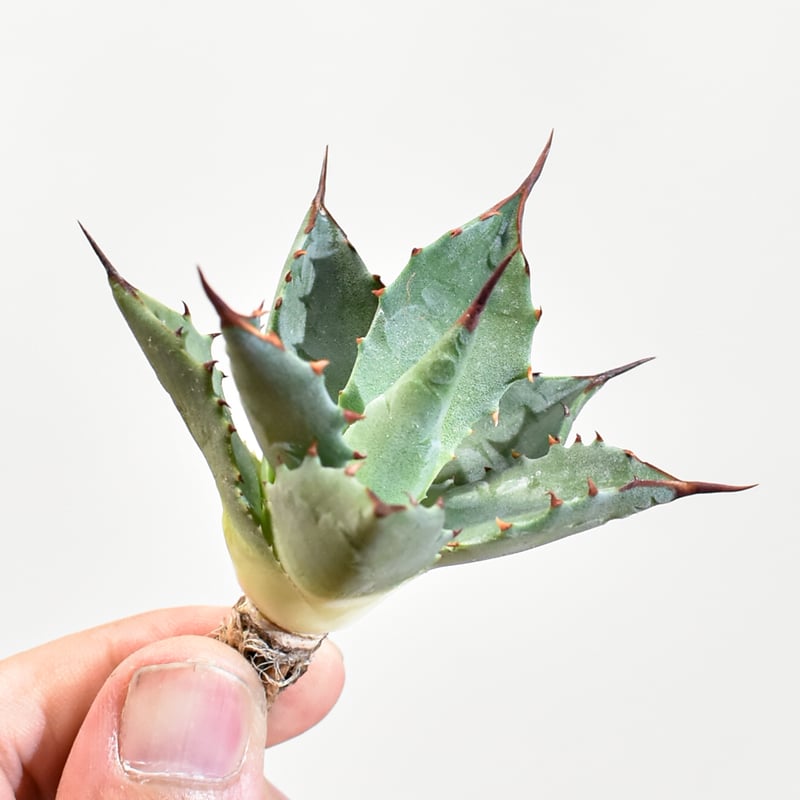 アガベ hybrid イシスメンシス×エボリスピナ/甲蟹X妖炎 【台湾