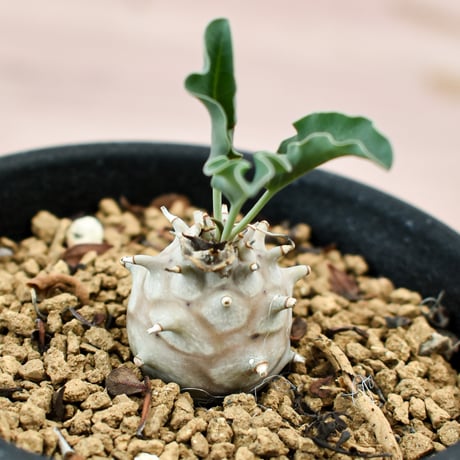 ユーフォルビア グロブリカウリス 【実生】RFHK-185