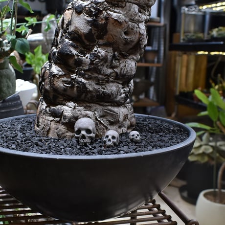 Matasuke Tatsumi（TEATOYA'S GALLERY）【Skull pebble set Black】type B