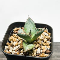 アガベ チタノタ フェニックス 