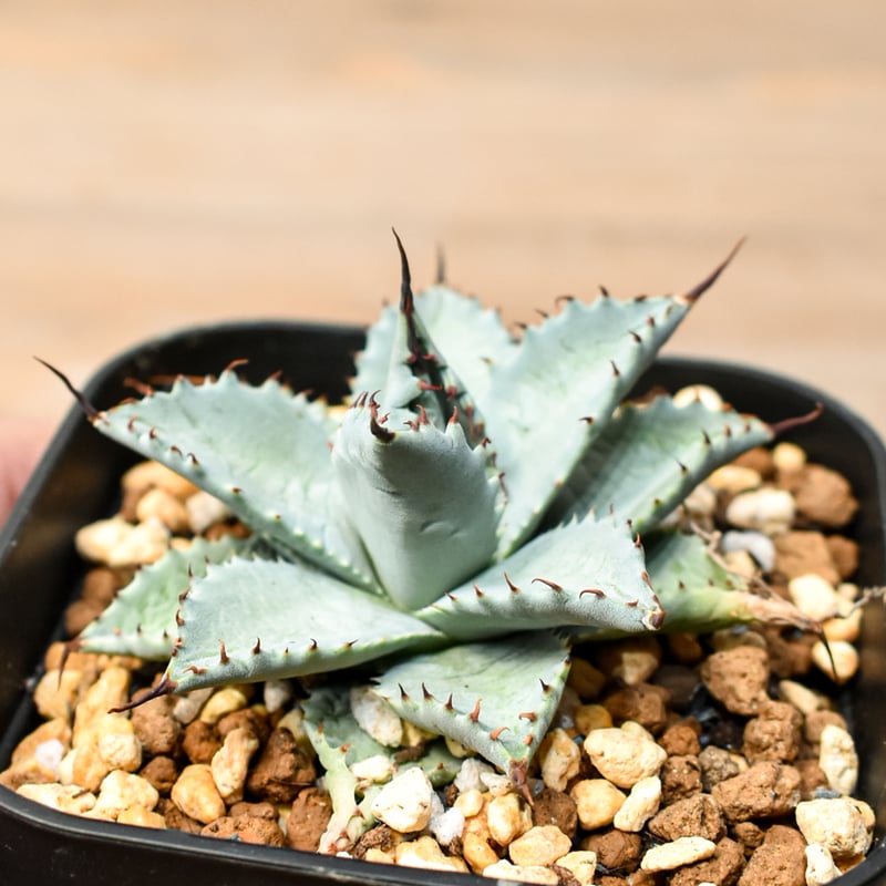 アガベ ハイブリット 日系イシスメンシス×象牙妖炎（陽炎エボリ