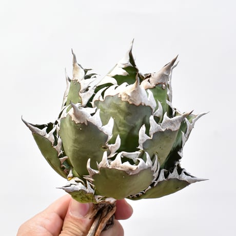 アガベ チタノタ "精品レッドキャットウィーズル" / 精品赤猫 , 精品紅猫  【台湾 dragon agave産/中株/抜き苗】C09 DG25010434