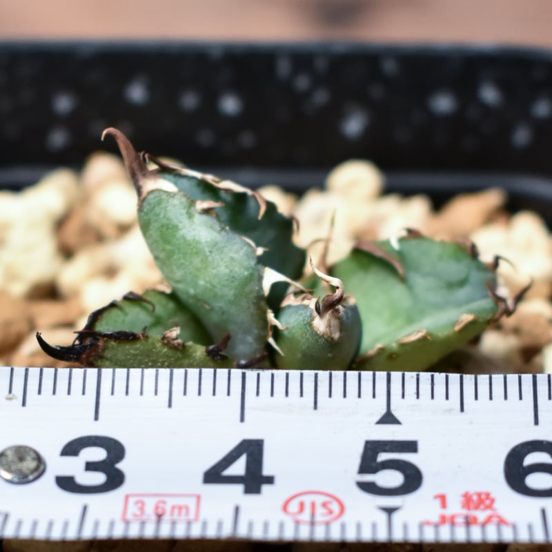 アガベ　ブラック&ブルー　台湾産 アガベ チタノタ ブラックアンドブルー (ブルーボール) STANO LAB産