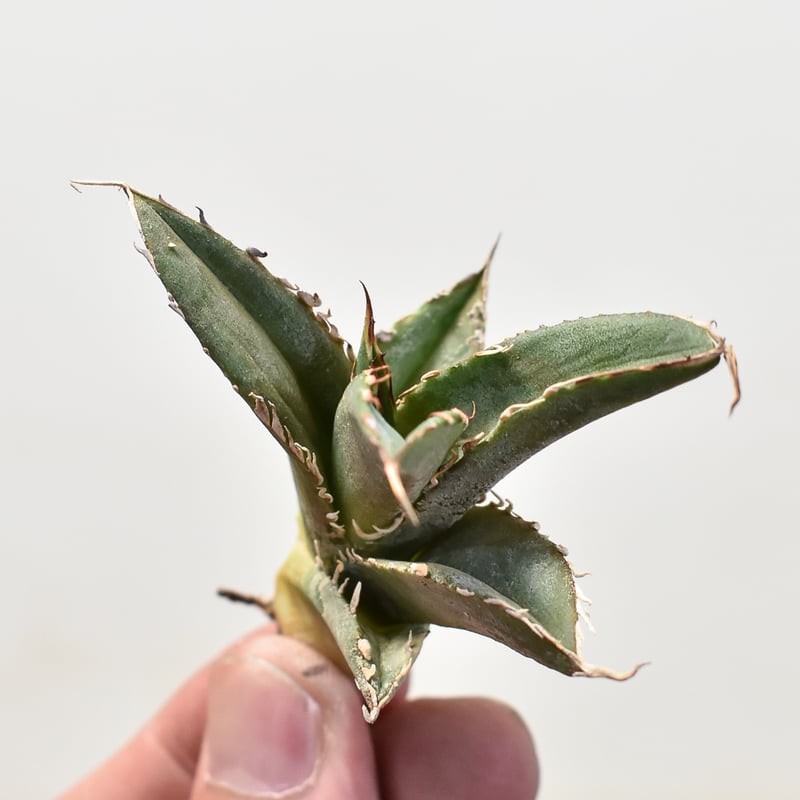 アガベ チタノタ 