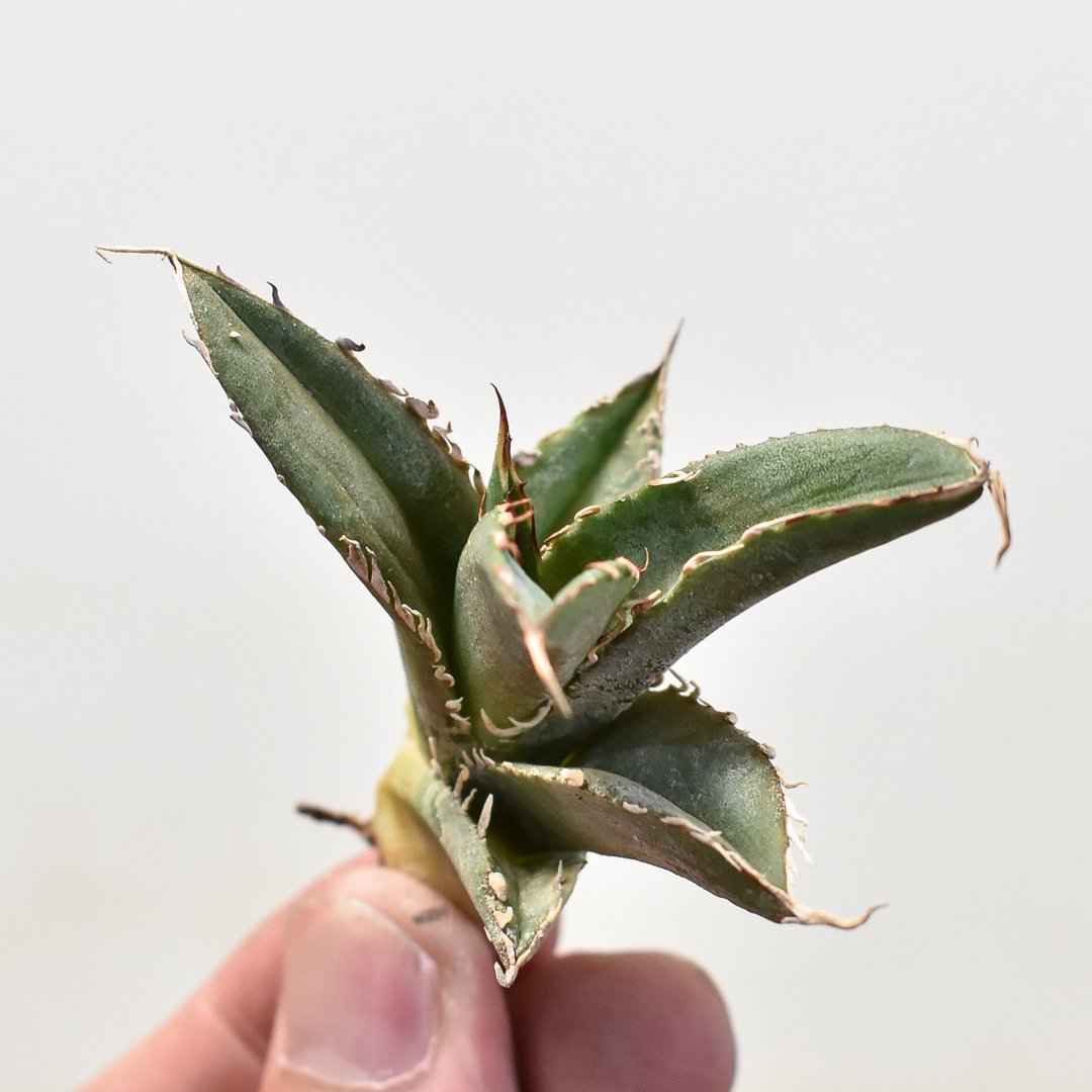 Agave titanota【猟豹】親株販売 アガベ チタノタ 
