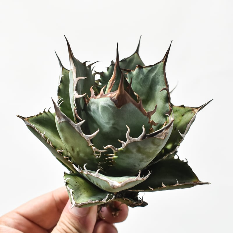 国内実生最高峰】アガベ オテロイ【OSPセレクト株 / 抜き苗