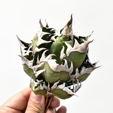 アガベ チタノタ "精品レッドキャットウィーズル" / 精品赤猫 , 精品紅猫  【台湾 dragon agave産/中株/抜き苗】A RF25011879