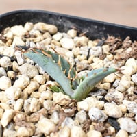 アガベ チタノタ DENNIS040 