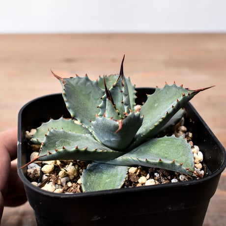 アガベ ハイブリット 曙光 ×（パラサナ、イシスメンシス）【台湾botanical_seeker産】J RF25011581