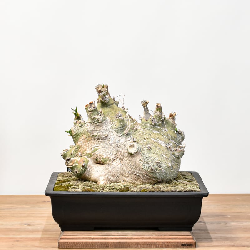 WACK” ON YOUR SIDE】アデニア ペチュエリー 