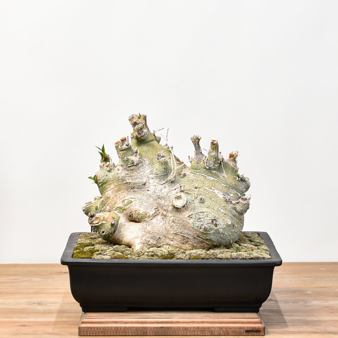 WACK” ON YOUR SIDE】アデニア ペチュエリー 