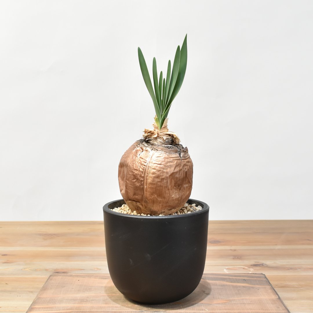 ブーファン　ディスティチャ　現地球　発根済 ブーファン ディスティチャ 現地球 発根済 【公式通販】