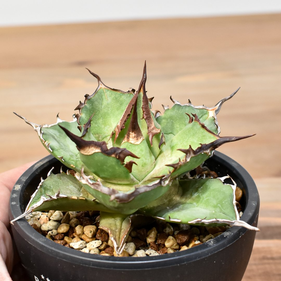 アガベ チタノタ DENNIS043【台湾DENNIS産/発根済み/中株】A DN25010