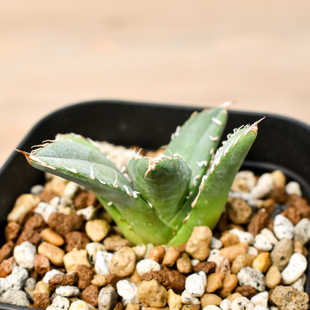 アガベ チタノタ 