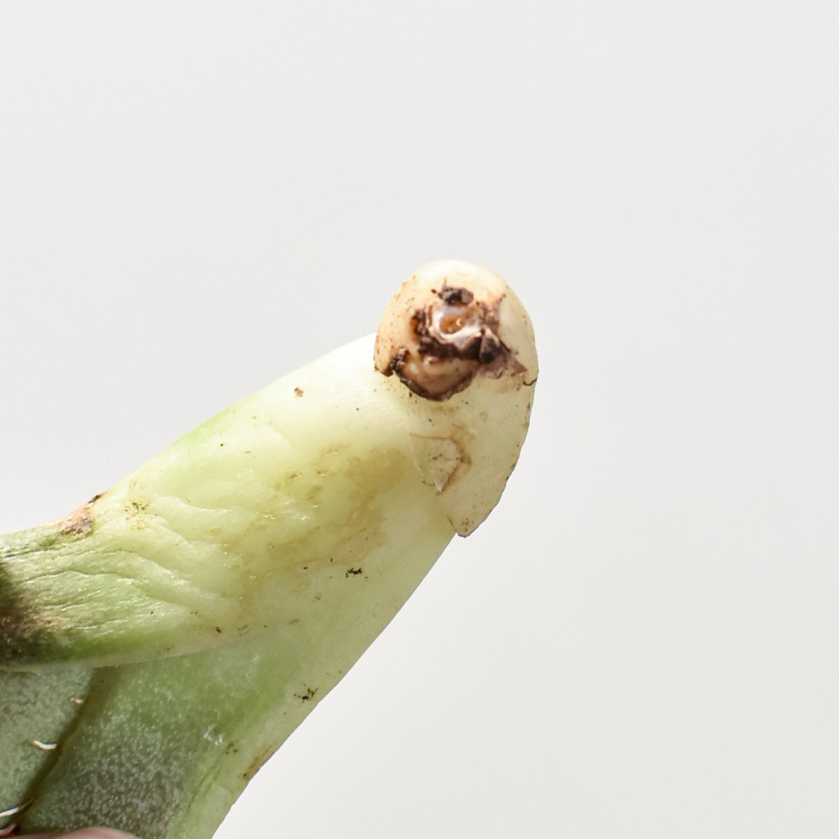 cok 追星　コック　コレクション株 cok 追星 コック コレクション株 アガベ チタノタ