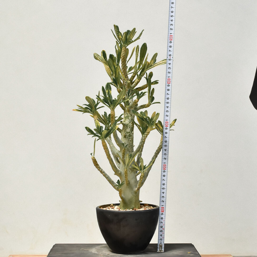 ドルステニア ギガス（発根済み）RF231435(T) | RAFLUM / ラフラム