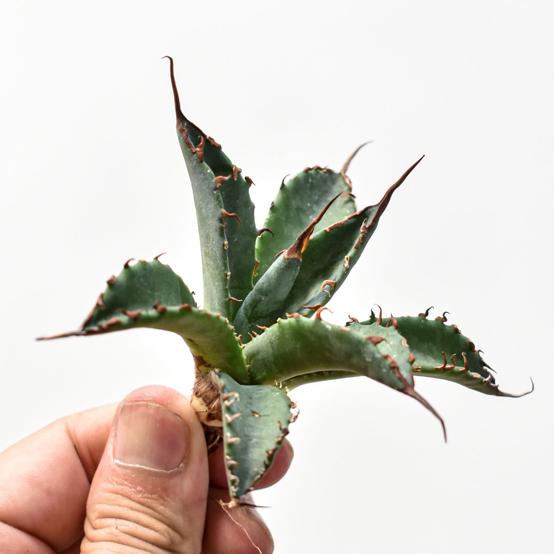 アガベ hybrid エボリスピナ×ブラックアンドブルー/妖炎xBB【台湾