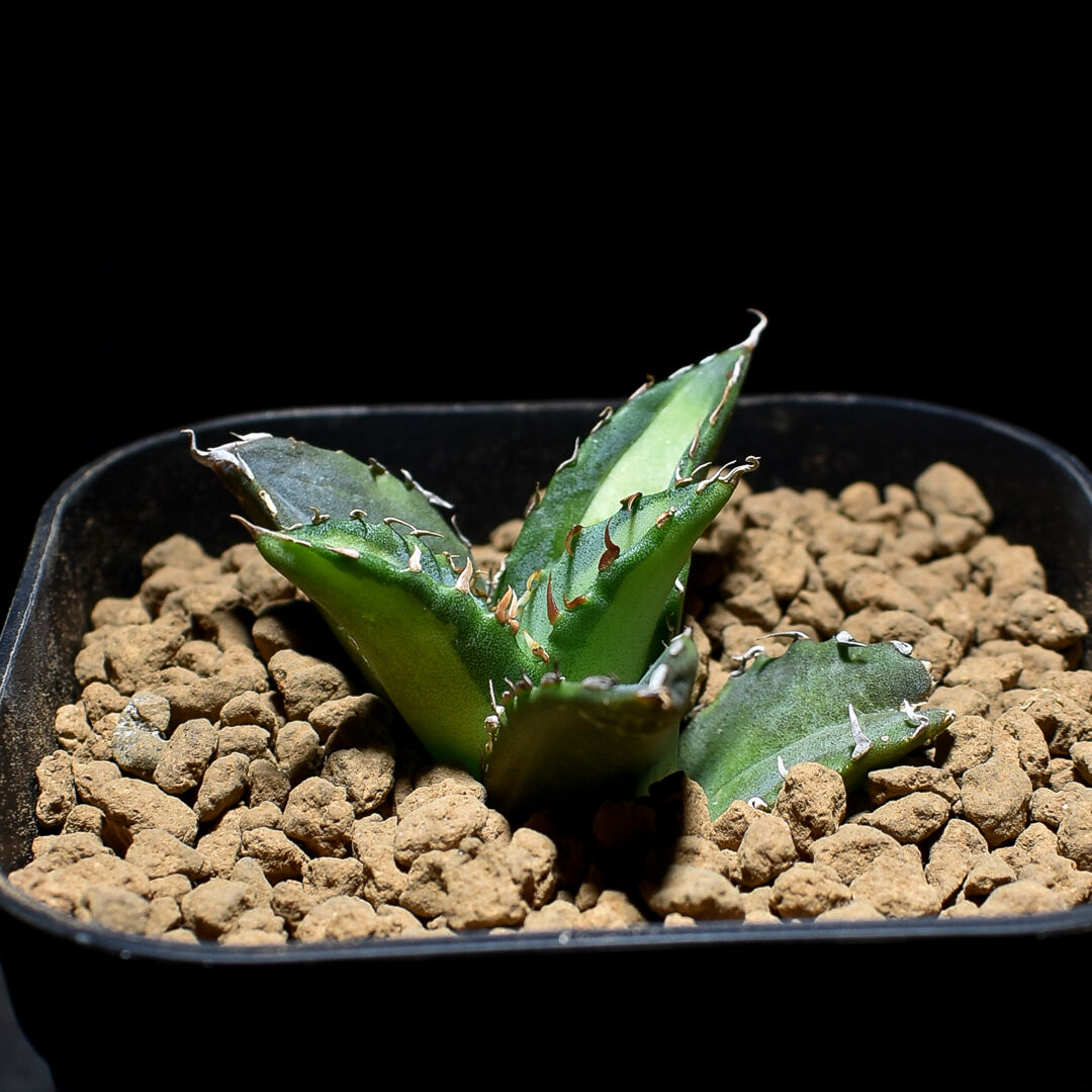 アガベ チタノタ 