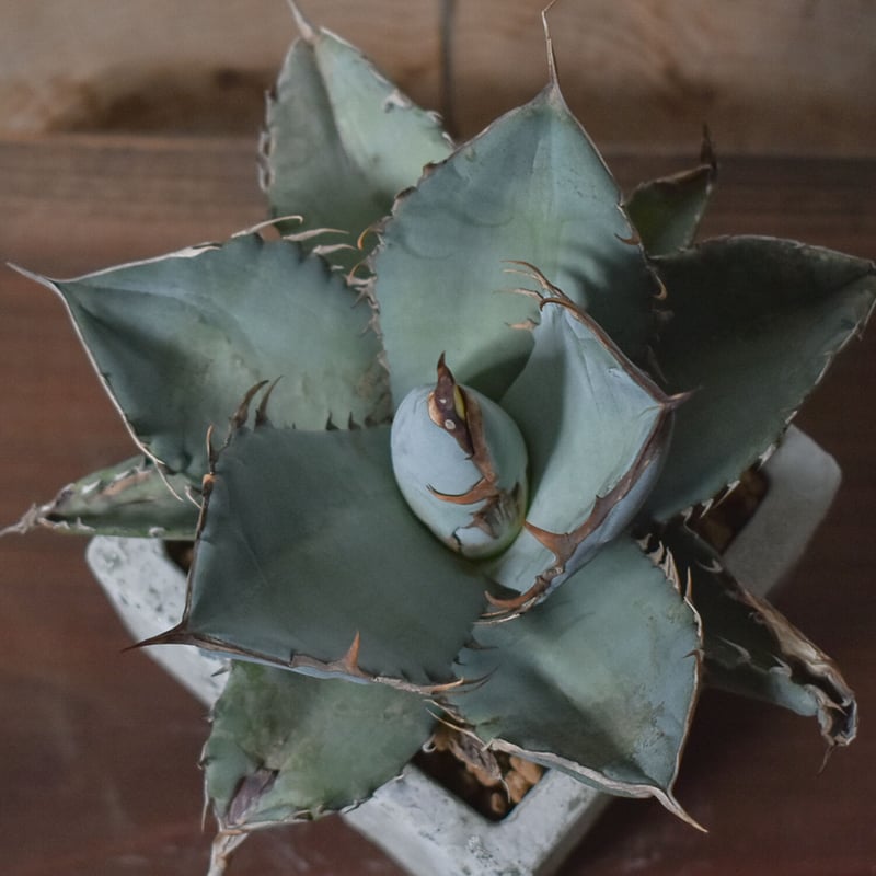 特別SALE【極ブツブツ実生】アガベ　チタノタ SE's collection BGSA 002 】 一歩ずつゼロツーへ これからは、 ①