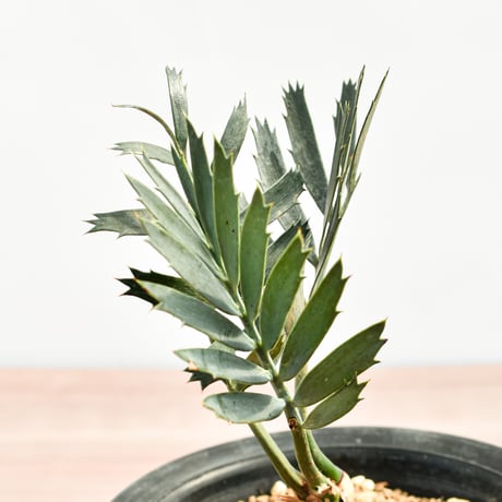 【国際希少野生動植物種登録票付】エンセファラルトス レーマニー RFHK-389
