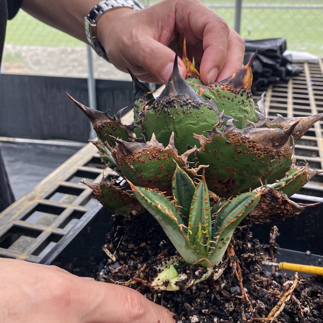 RAFLUM特選】アガベ チタノタ 