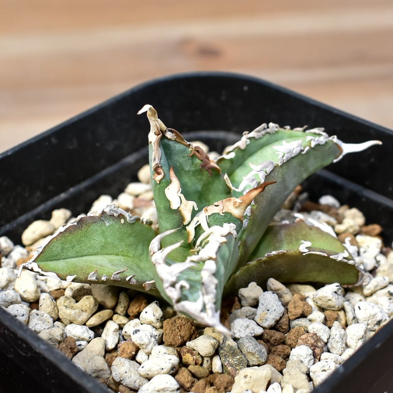 AGAVE TITANOTA GODZILLA OC 胴切り子株 AGAVE TITANOTA GODZILLA OC 胴切り子株