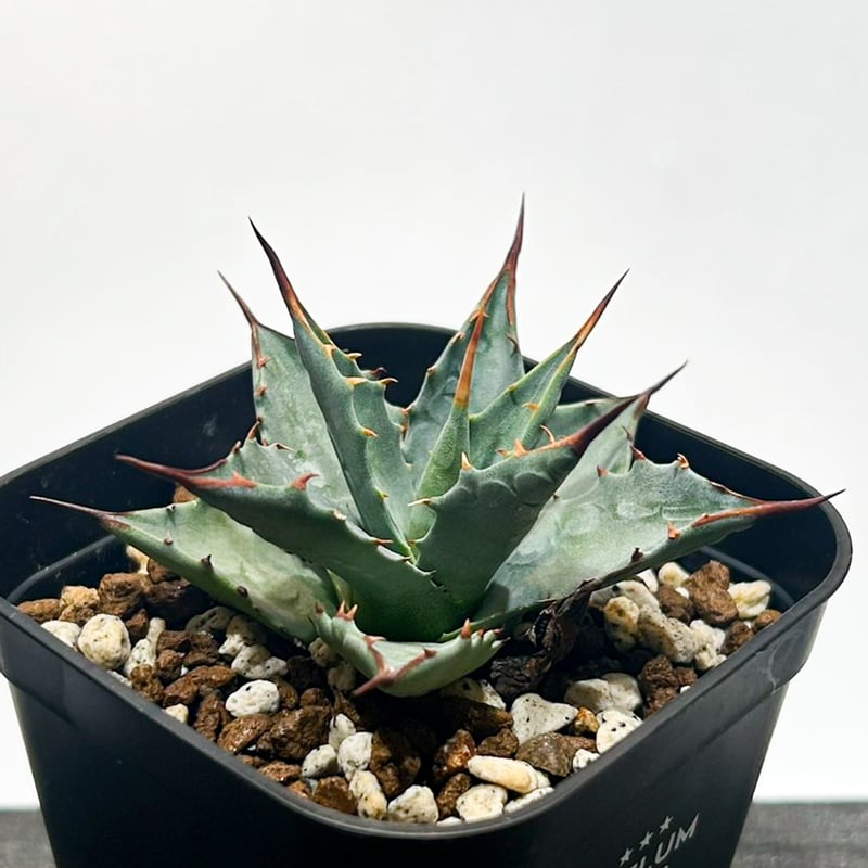 アガベ hybrid イシスメンシス×エボリスピナ/甲蟹X妖炎 【台湾 dragon