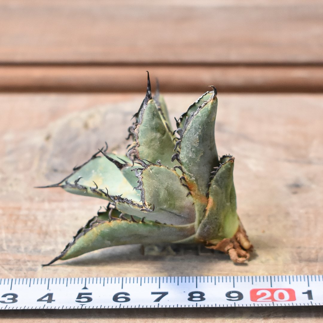 アガベ チタノタ ソルティードック 