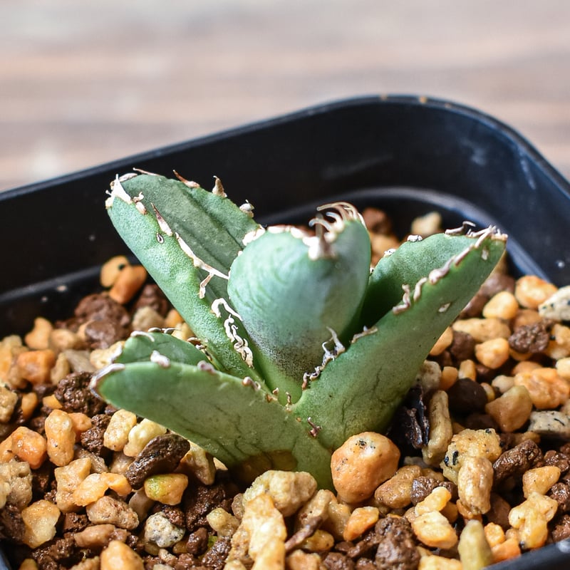 アガベ　チタノタ　キング　皇冠　コレクション株　親株 アガベ チタノタ キング 皇冠 コレクション株 親株 アガベ チタノタ