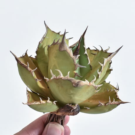 アガベ 聖火 5号鉢 アガベ 聖火 5号鉢 アガベ チタノタ 聖火 Agave