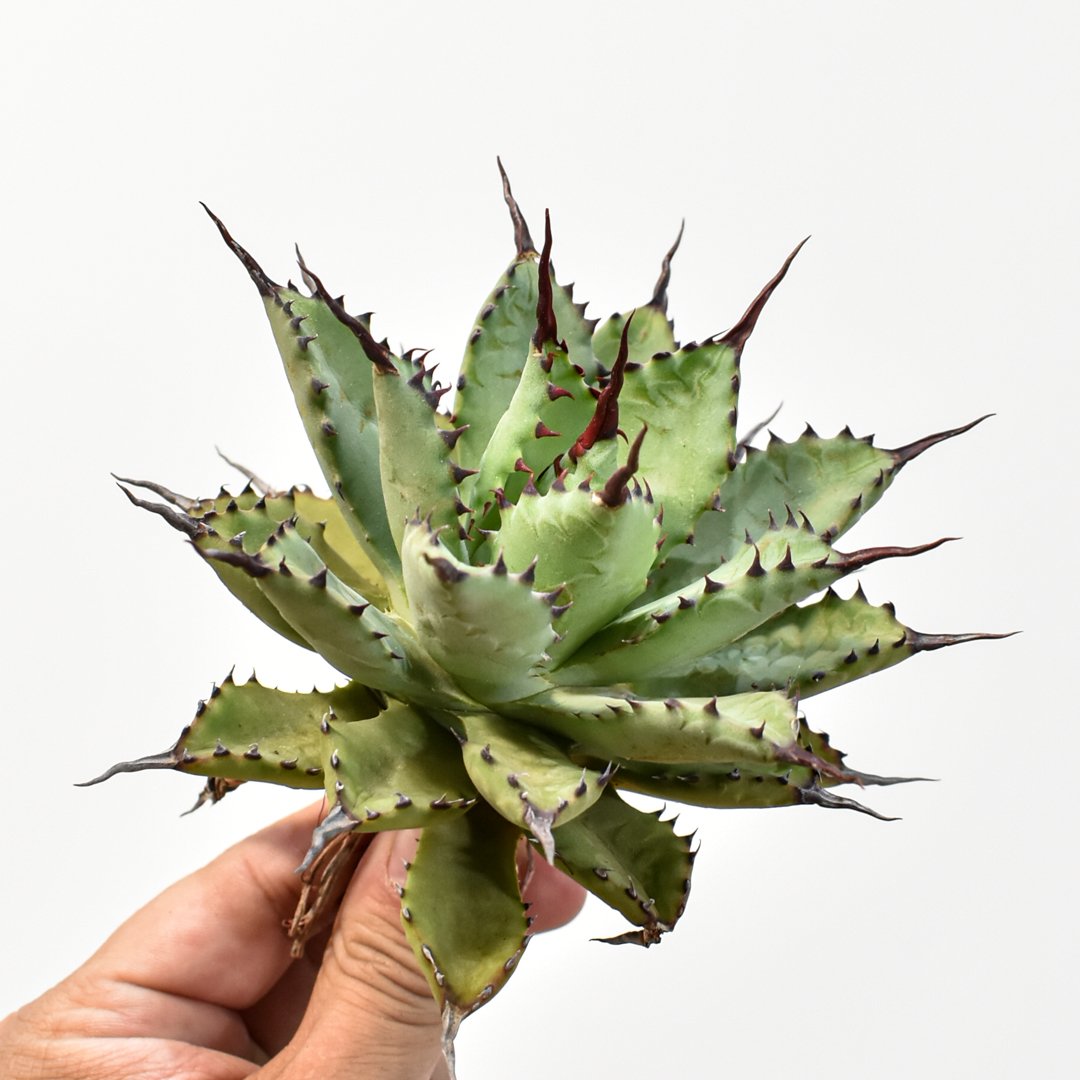 仙渓 超陽炎 ポタトラム×マクロアカンサ×ユタエンシス アガベ ユタエンシス | hanayoshi-botanical