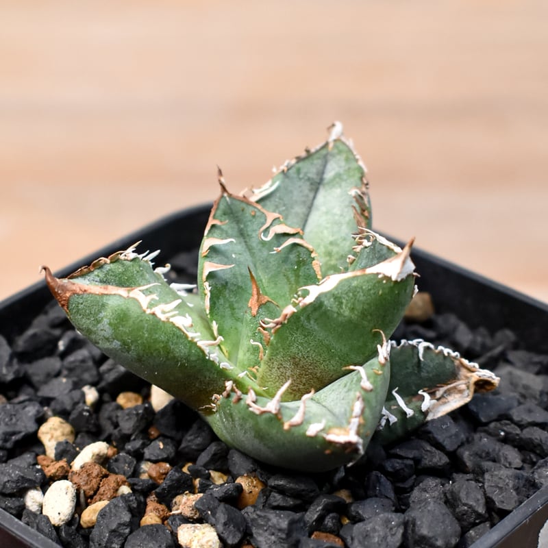 アガベ チタノタ Shi-hao 