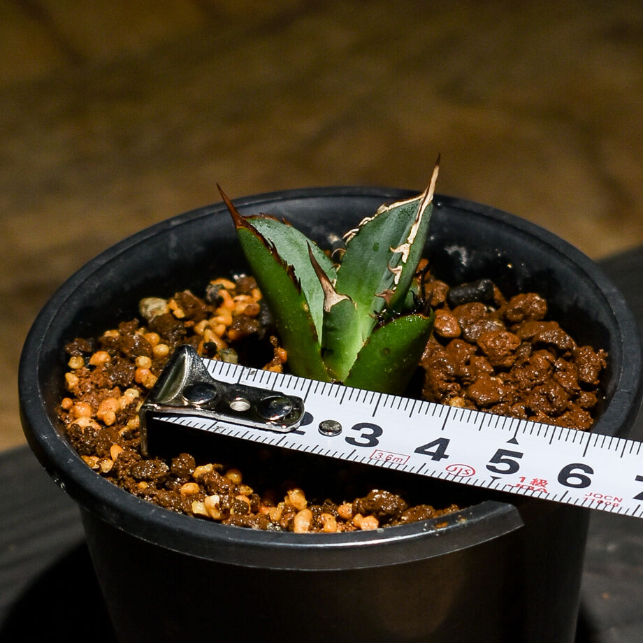 特選台湾アガベ チタノタ BLACKFIRE 黒火焰 黒炎  極上大株！！！ アガベ チタノタ ブラックファイヤー 黒炎 | GREEN LUCK