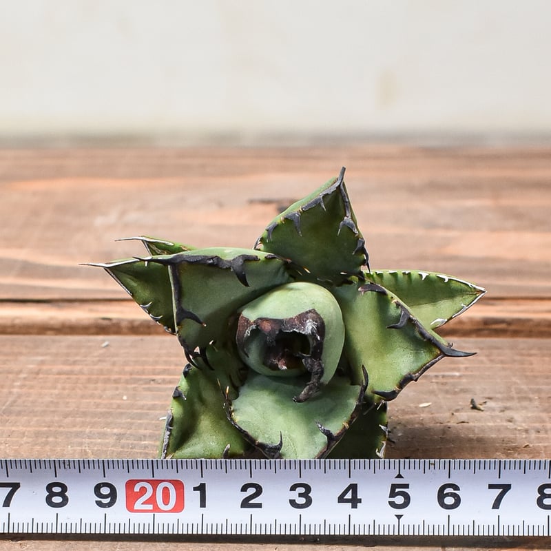 アガベ チタノタ 黒鯨 【台湾産/抜き苗】DG2400589 | RAFLUM