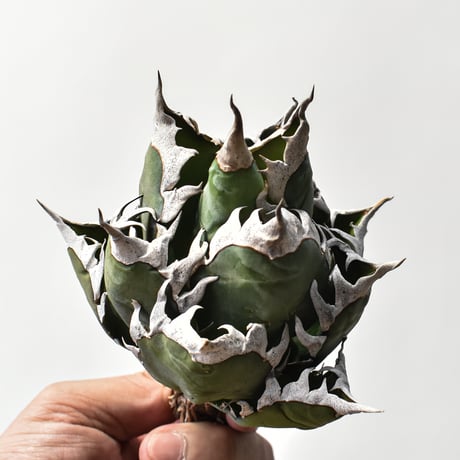 アガベ チタノタ "精品レッドキャットウィーズル" / 精品赤猫 , 精品紅猫  【台湾 dragon agave産/中株/抜き苗】A30