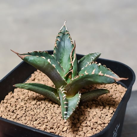 アガベ チタノタ ホワイトファイヤー  "白炎, 白火焔" (発根済み/子株) RF231058(T)