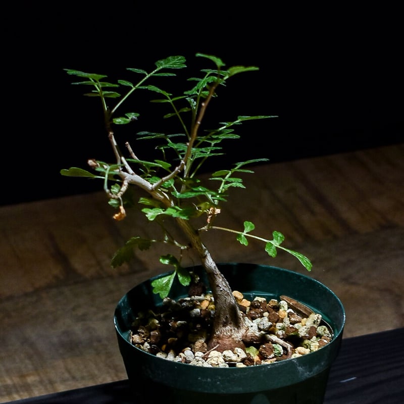 F パキコルムスディスカラー　象の木　実生株 パキコルムス：ディスカラー（象の木） 3.5号鉢植え の通販