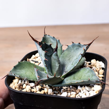 アガベ ハイブリット （パラサナ、イシスメンシス）× 曙光【台湾botanical_seeker産】E RF25011565