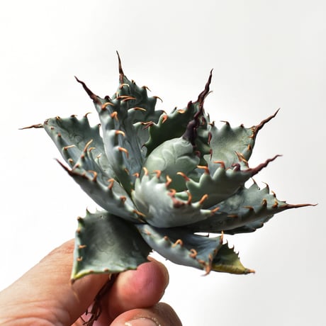 アガベ ハイブリット 特白肌怒雷神×象牙妖炎（陽炎エボリ）【台湾botanical_seeker産/選抜株】RF25011586